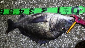 ¥¯¥í¥À¥¤¡õ¥·¡¼¥Ð¥¹