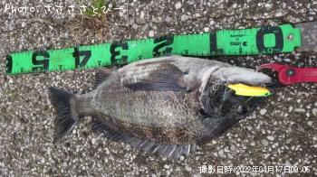 ¥¯¥í¥À¥¤¡õ¥²¥ó¥´¥í¥¦¥Ö¥Ê