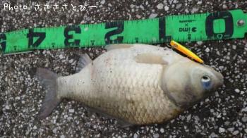 ¥¯¥í¥À¥¤¡õ¥²¥ó¥´¥í¥¦¥Ö¥Ê