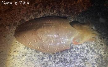 ¥â¥ó¥´¥¦¥¤¥«