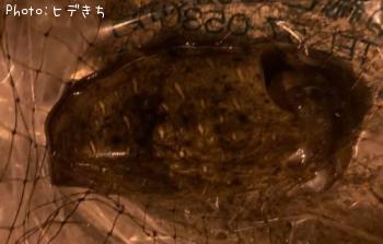 ��󥴥�����