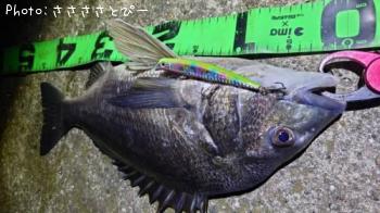 ¥·¡¼¥Ð¥¹¡õ¥¯¥í¥À¥¤