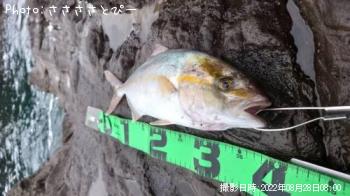 ���祴�ʥ���ѥ���