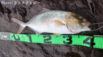 ���祴�ʥ���ѥ���