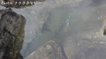 ���祴�ʥ���ѥ���