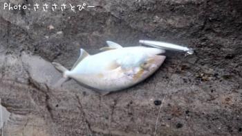 ���祴�ʥ���ѥ���