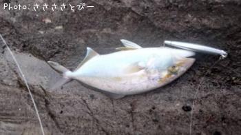 ���祴�ʥ���ѥ���