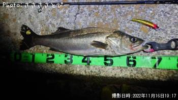 �����Х�