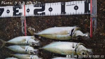 ¥¢¥¸¡õ¥µ¥Ð