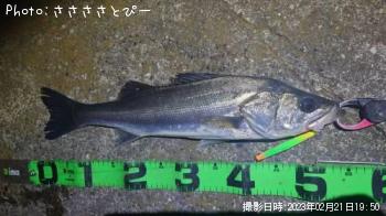 �����Х�