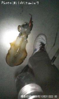 ¥¢¥ª¥ê¥¤¥«