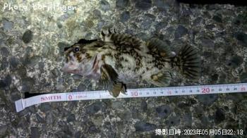 ¥ª¥¦¥´¥ó¥à¥é¥½¥¤