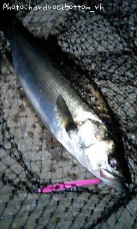 �����Х�