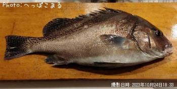 ¥³¥·¥ç¥¦¥À¥¤