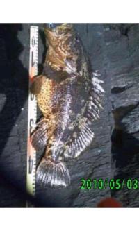 ¥Ù¥Ã¥³¥¦¥¾¥¤