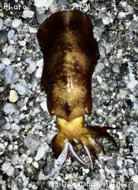 ¥¢¥ª¥ê¥¤¥«