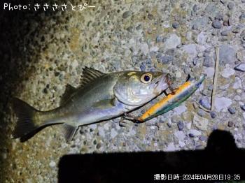 �����Х�