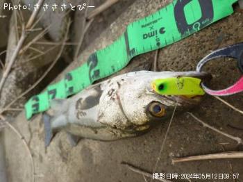 クロダイ&シーバス