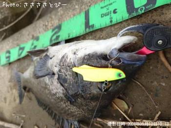 クロダイ&シーバス