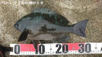 ¸ýÂÀ¥á¥¸¥Ê