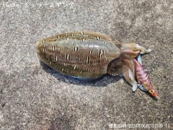 ¥â¥ó¥´¥¦¥¤¥«