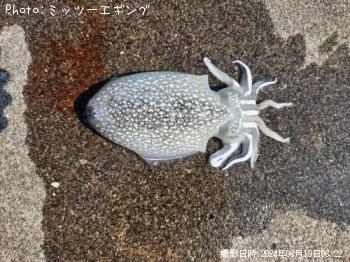 ¥·¥ê¥ä¥±¥¤¥«