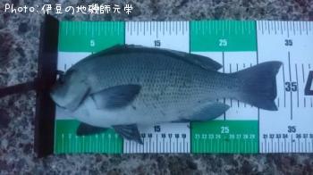 ¸ýÂÀ¥á¥¸¥Ê