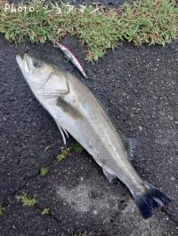 �����Х�