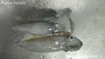 ¥±¥ó¥µ¥¥¤¥«