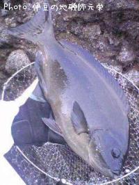 ÈøÄ¹¥á¥¸¥Ê