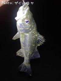 �����Х�