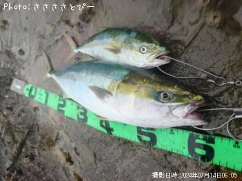 ワラサ&イナダ&エソ