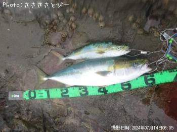 ワラサ&イナダ&エソ