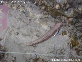 ワラサ&イナダ&エソ