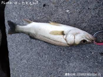 �����Х�