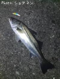 �����Х�