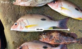 クロホシフエダイ