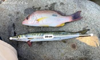 タイワンカマス