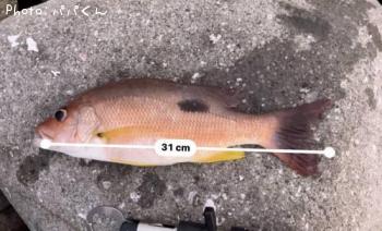 ¥¯¥í¥Û¥·¥Õ¥¨¥À¥¤