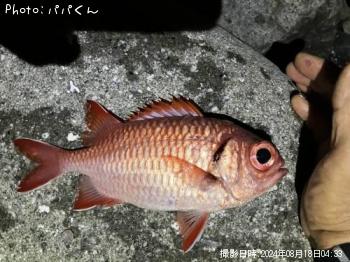 ¥Ê¥ß¥Þ¥Ä¥«¥µ