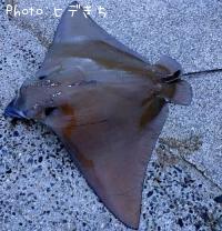 ¥Ê¥ë¥È¥Ó¥¨¥¤