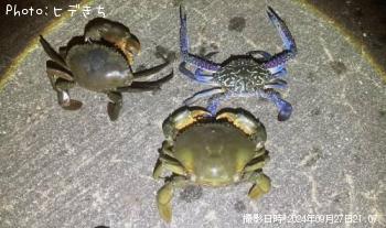 �����ƥΥ����ꥬ���ߡ�������󥬥���