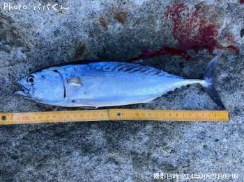 ¥¹¥Þ¥«¥Ä¥ª