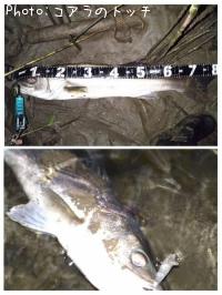 �����Х�