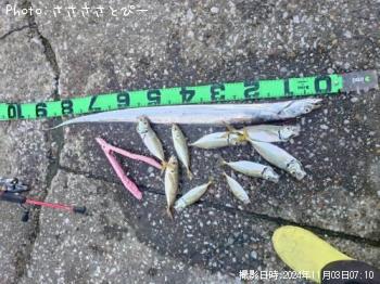 ÂÀÅáµû¡õ¥·¡¼¥Ð¥¹¡õ¥¢¥¸¡õ¥µ¥Ð