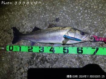 ÂÀÅáµû¡õ¥·¡¼¥Ð¥¹¡õ¥¢¥¸¡õ¥µ¥Ð