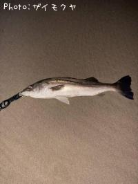 �����Х�