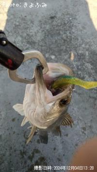 �����Х�