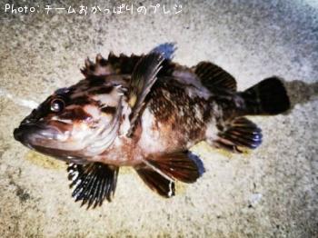 ���������饽��