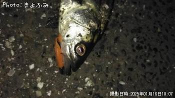 �����Х�